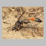 Ammophila sabulosa - Sandwespe 54 20mm beim Nestverschluss.jpg